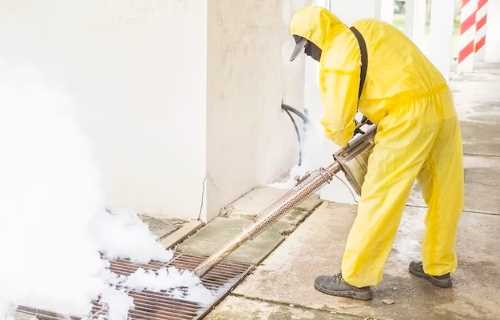 Mold Removal